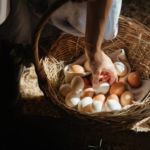 gathering eggs