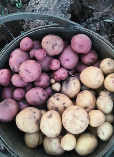 basket of freshly dug potatoes