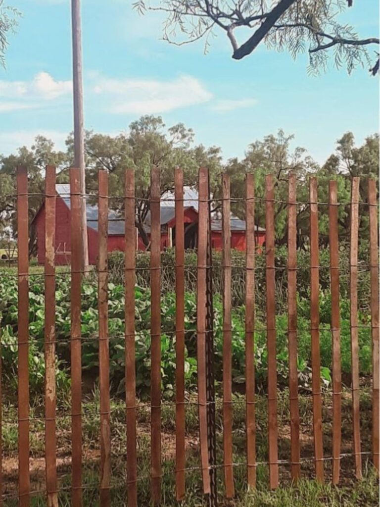 a view of a garden through an old picket fence with a red barn in the background