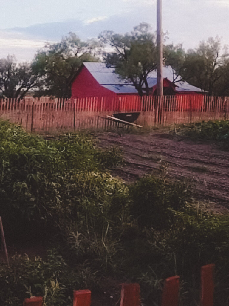 a fenced garden with an old red barn in the background.