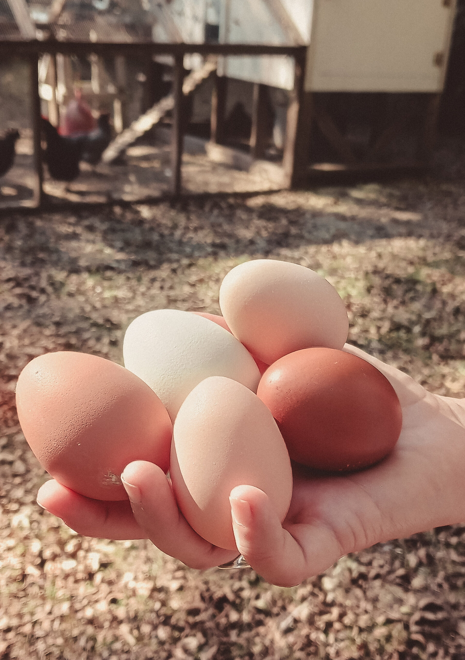 farm fresh eggs