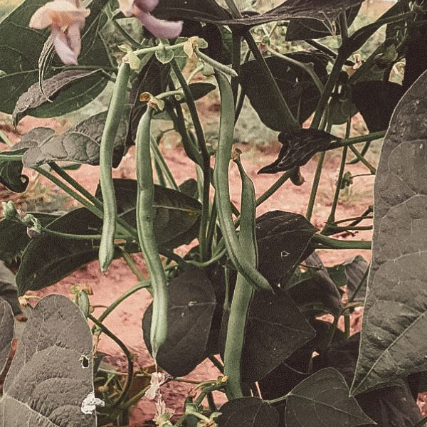 green beans growing in the garden