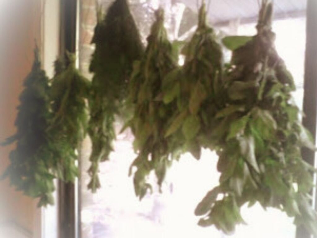 fresh herbs hanging to dry