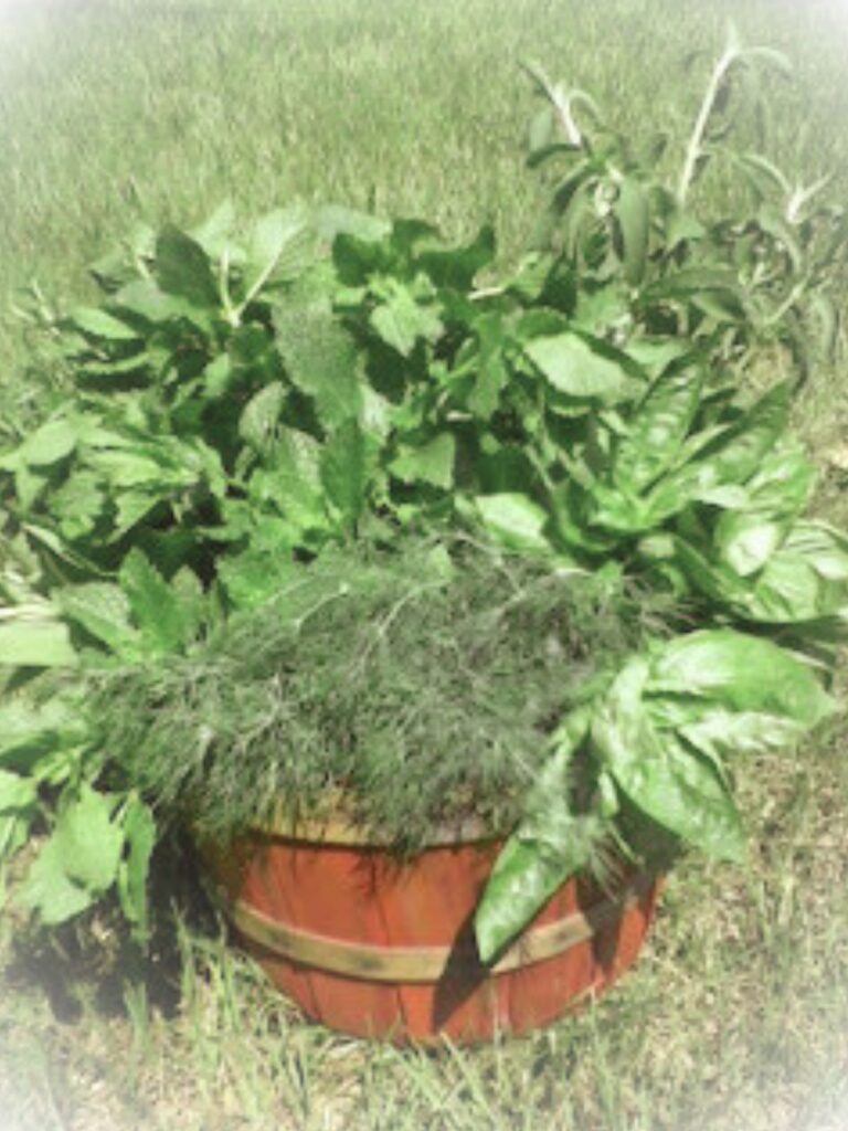 a basket of fresh herbs from a small garden