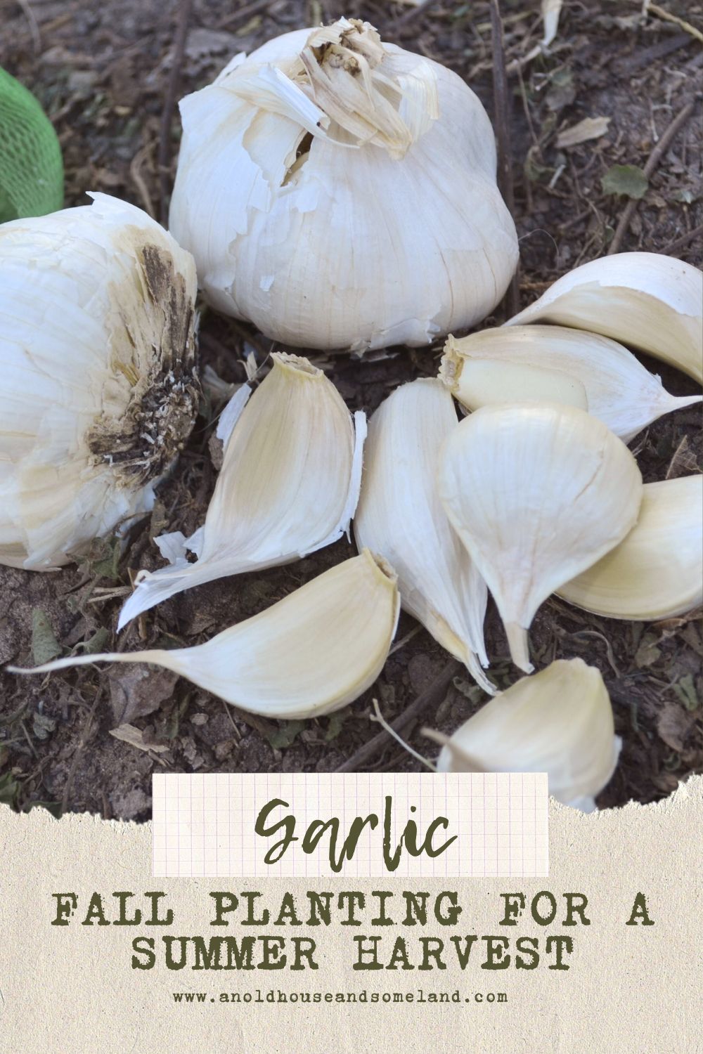 With a little planning and minimal effort, you can look forward to home grown garlic in the meals you prepare for your family. So grab your garden tools and get your hands in the dirt!