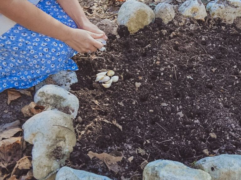 It's time to plant garlic!