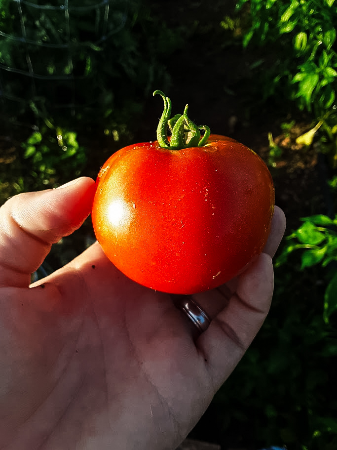 garden fresh tomato