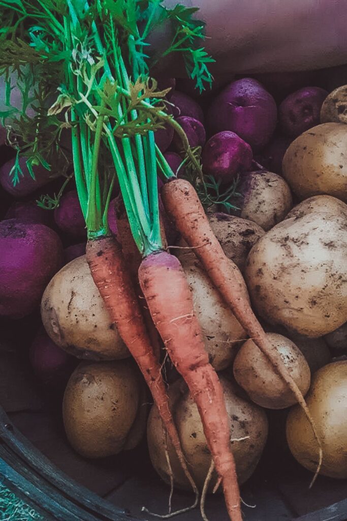 A basketful of freshly harvest root vegetables. How to start eating real food.