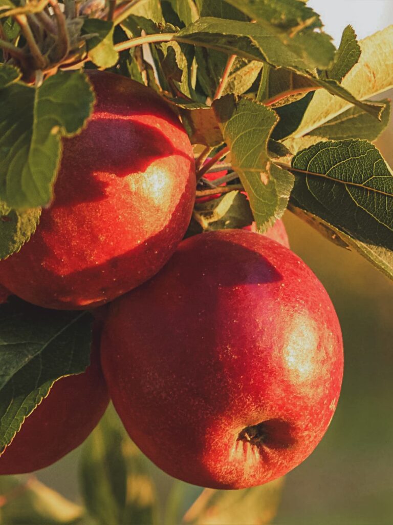 The Danger of Planting Fruit Trees.