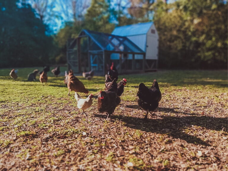 Culling older laying hens.