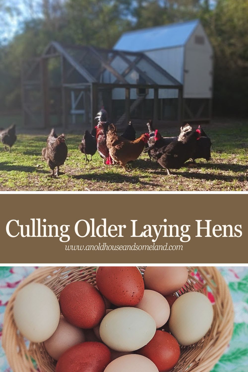 Culling Older Laying Hens