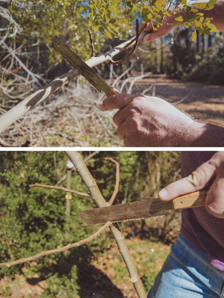 How To Easily Propagate Fig Trees. Pruning limbs.