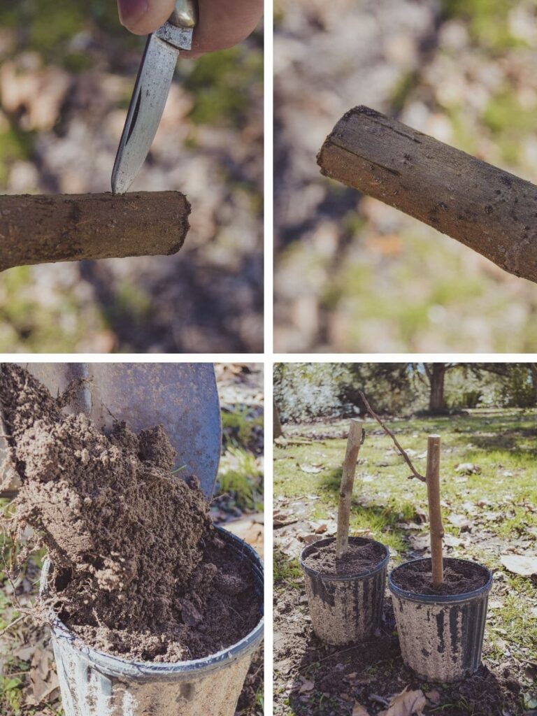 How To Easily Propagate Fig Trees. Preparing cuttings.