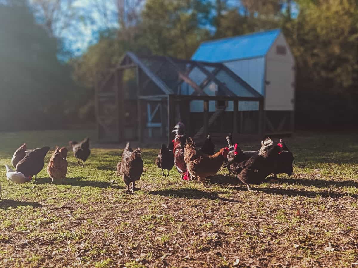 old=fashioned living, chicken keeping