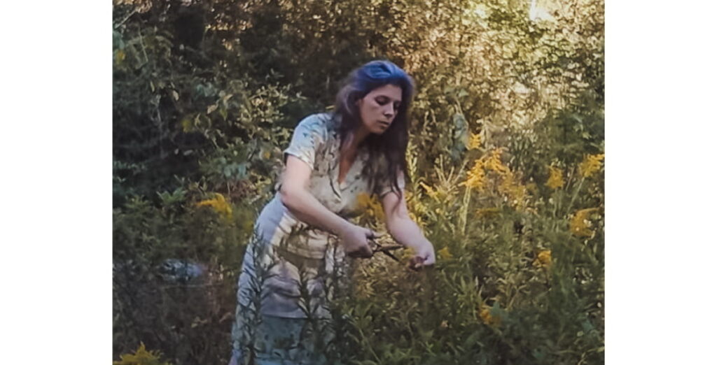 foraging for goldenrod