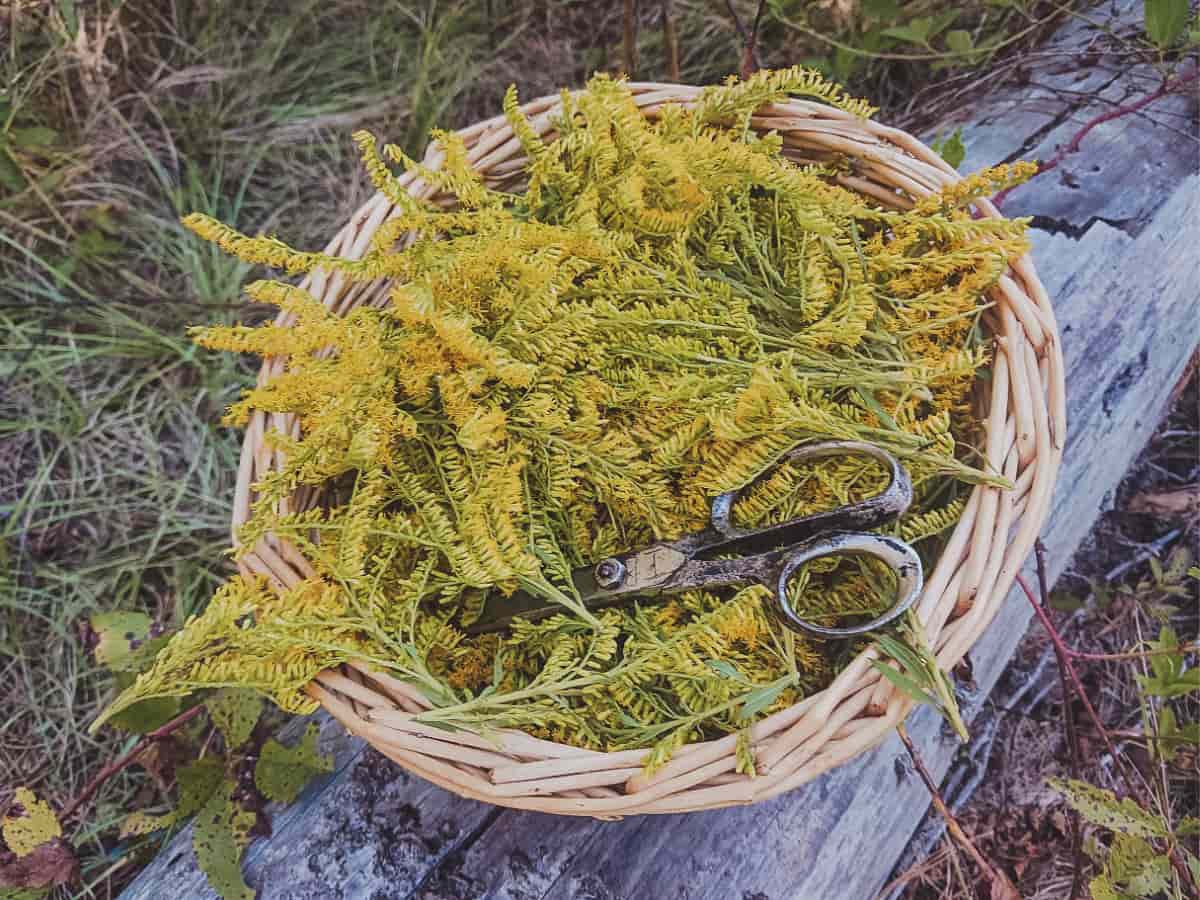 Foraging for goldenrod