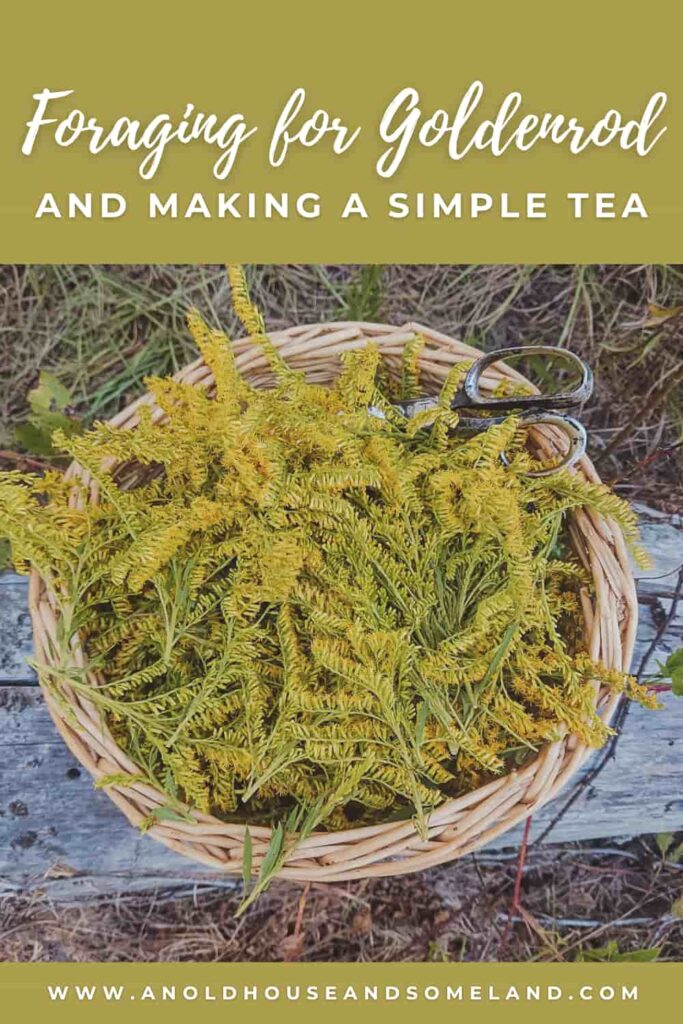 Foraging for Goldenrod and Making a Simple Tea.