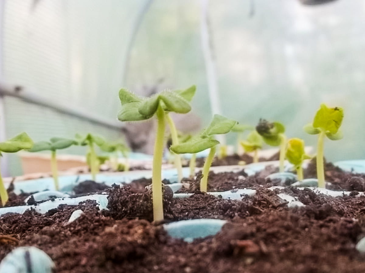 starting seeds and choosing heirloom varieties