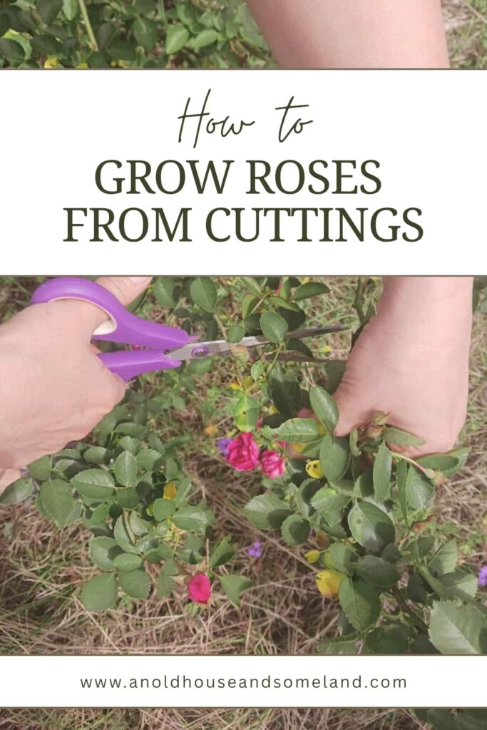 How to Grow Roses from Cuttings, With Simple Steps