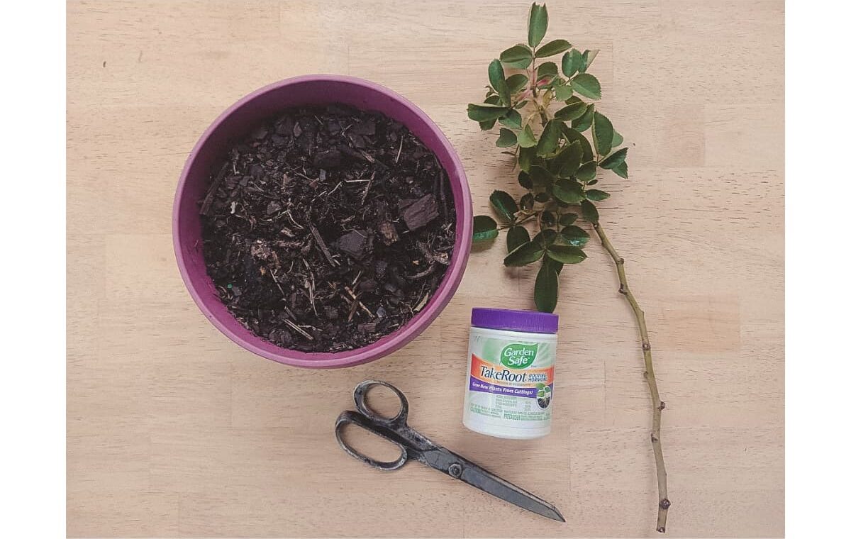 How to Grow Roses from Cuttings, With Simple Steps