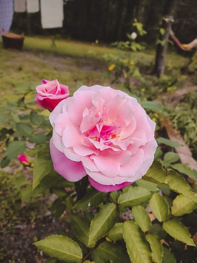 How to Grow Roses from Cuttings, With Simple Steps