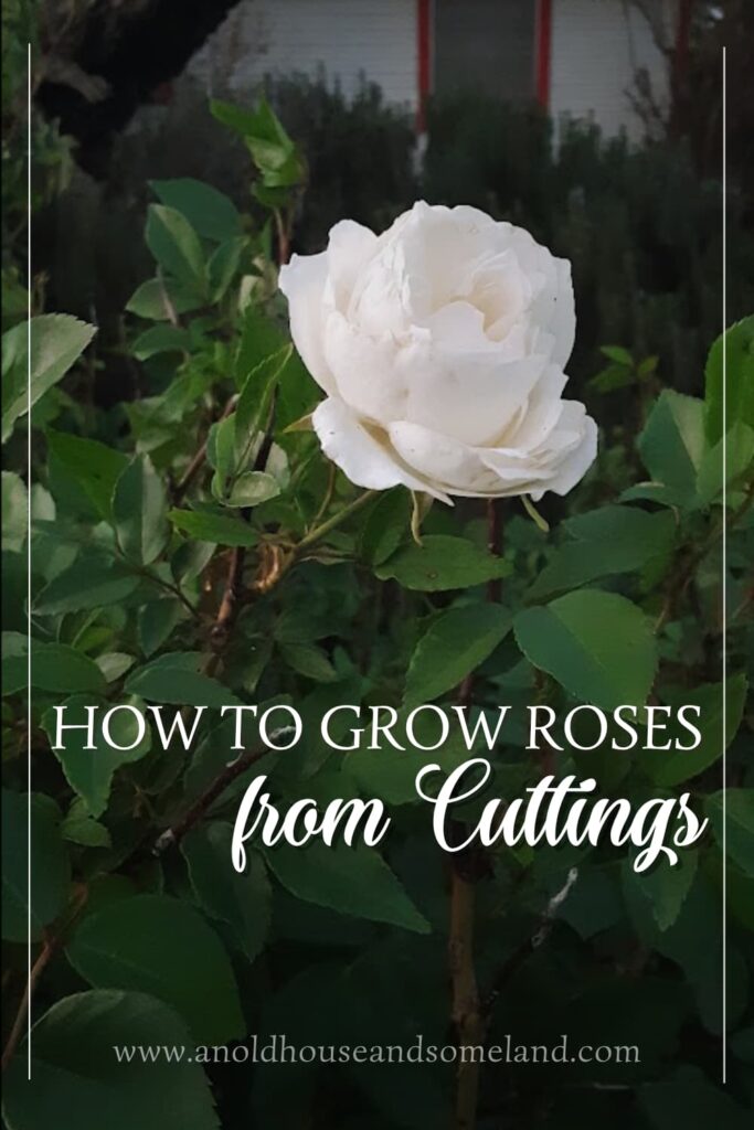 How to Grow Roses from Cuttings