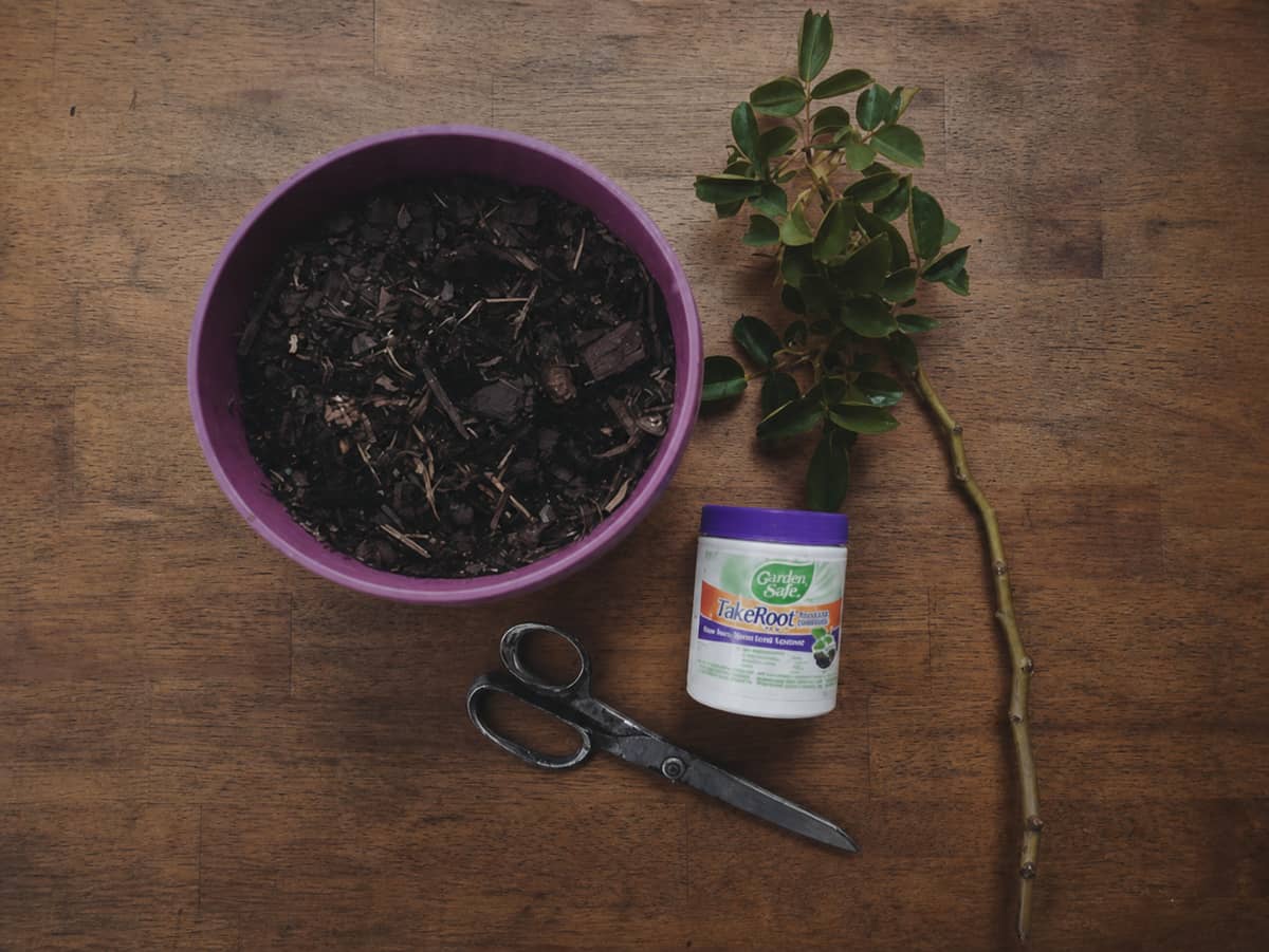 How to easily propagate roses from cuttings. Simple steps