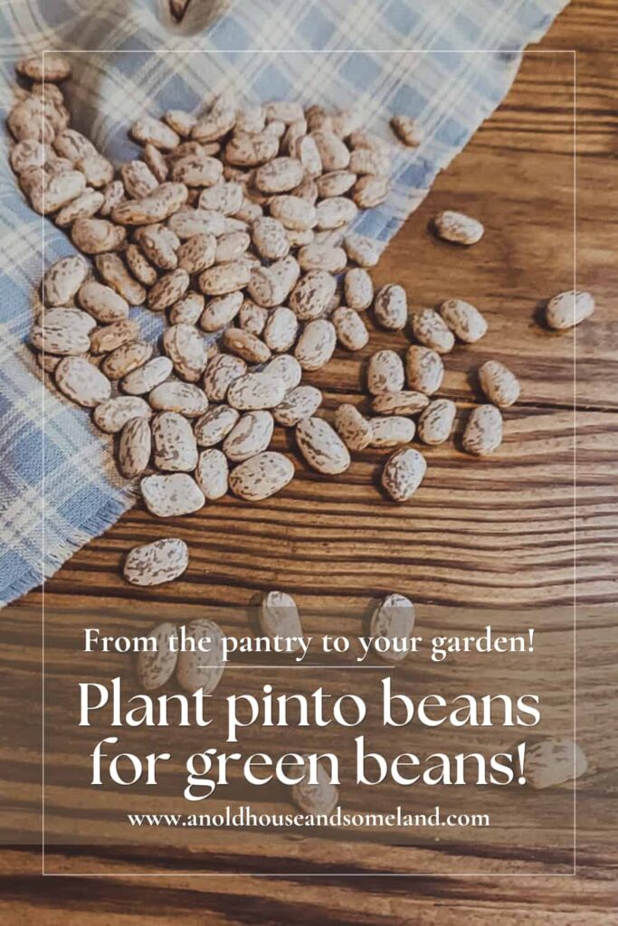 When your green beans don't sprout, plant pinto beans!