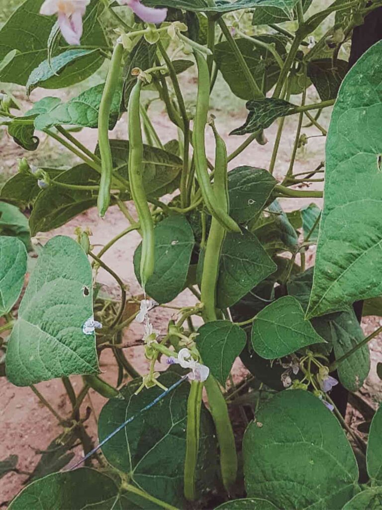 Growing green beans