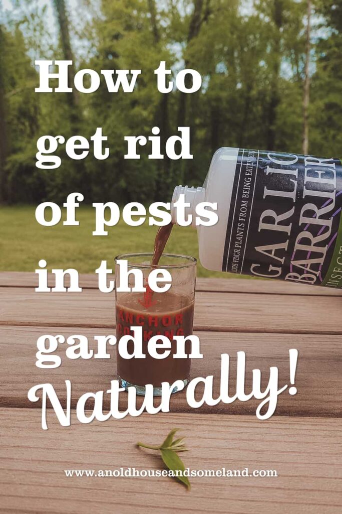 Organic Garden Pest Control with Garlic Barrier