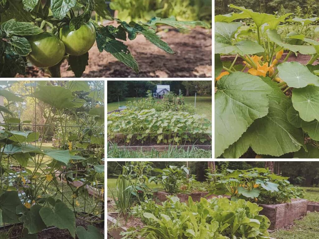 Organic Garden Pest Control with Garlic Barrier
