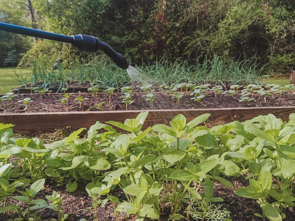 Garlic Barrier: Organic pest control in the garden